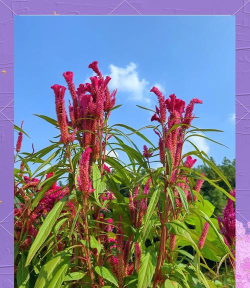 哪些花寓意悲惨爱情？
