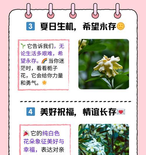 哪些花寓意悲惨爱情？