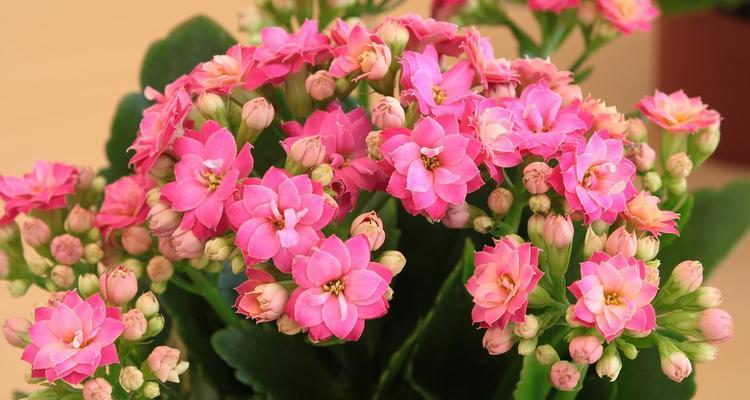 长寿花莫妮卡的花语是什么？它象征着什么？