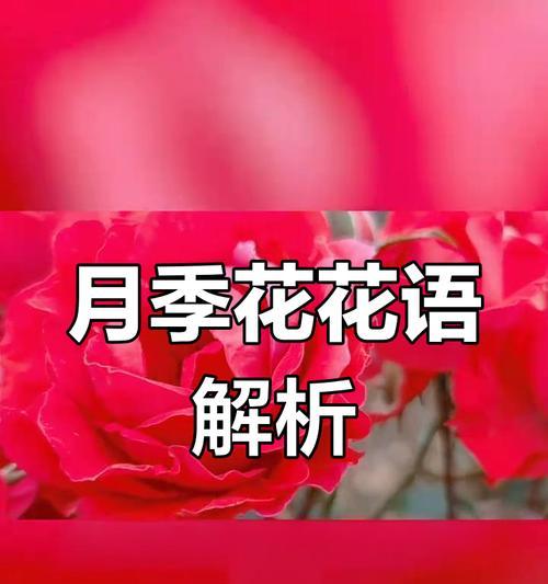 什么花寓意爱情？爱情的花语是什么？