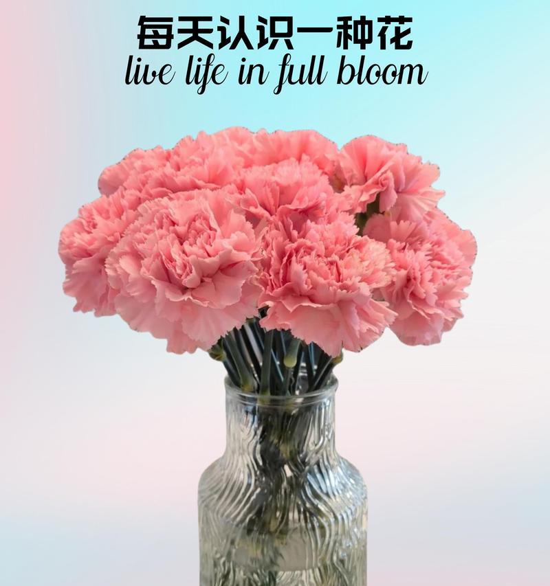 什么花寓意爱情？爱情的花语是什么？