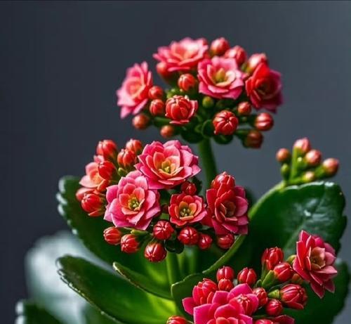哪种花代表长寿的寓意？