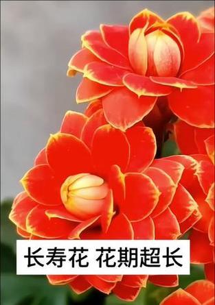 哪种花代表长寿的寓意？