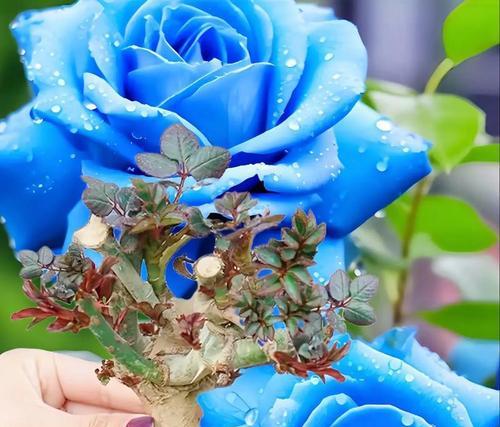 哪种花象征吉瑞？它的寓意是什么？