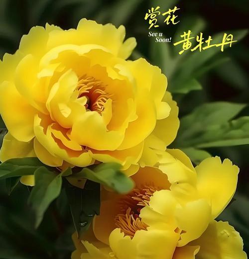 白色或黄色牡丹花的寓意是什么？牡丹花在花语中代表什么？