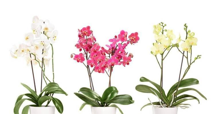 哪种花代表平安？它们的寓意是什么？