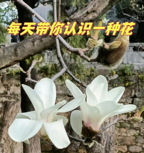 满堂富贵花语是什么？满堂富贵的寓意有哪些？