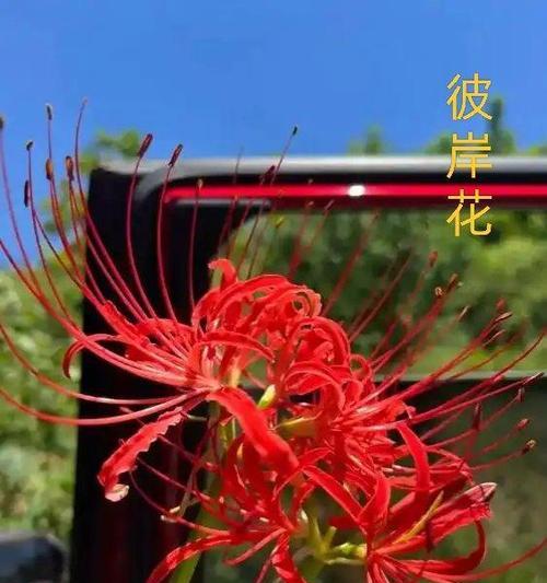 白色彼岸花寓意是什么？