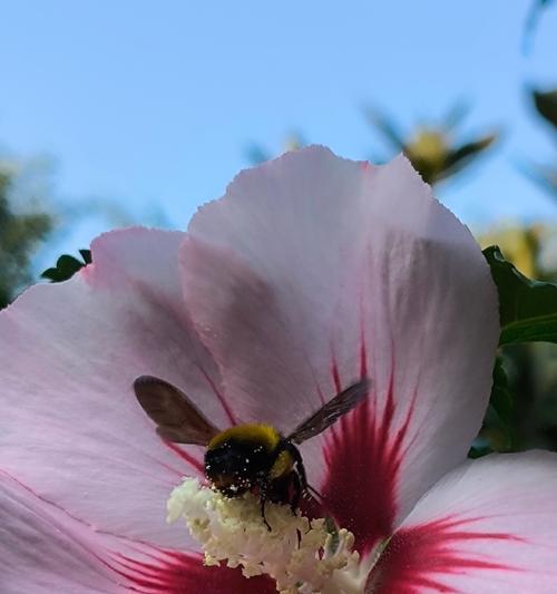 象征幸福久久的花是什么？如何通过花表达长久的幸福？