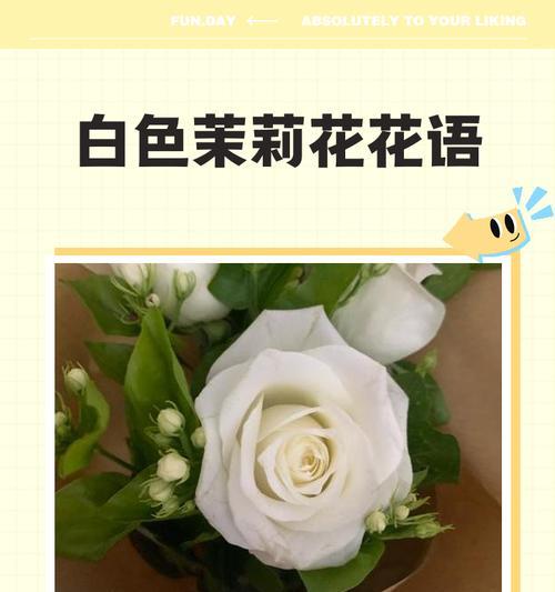 四色茉莉花代表什么意义？