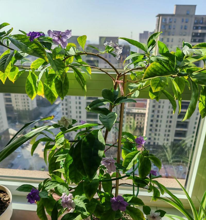 四色茉莉花代表什么意义？