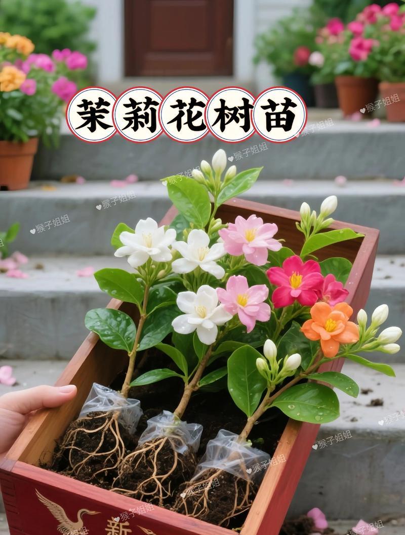 四色茉莉花代表什么意义？