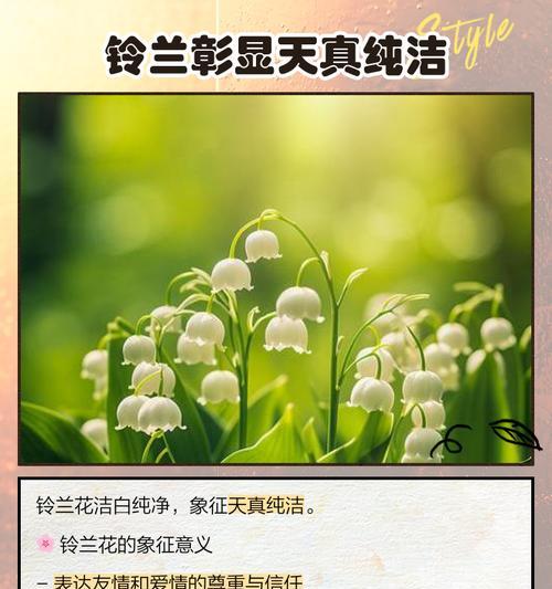 幸福花语通常由哪种花表达？象征幸福的花有哪些？