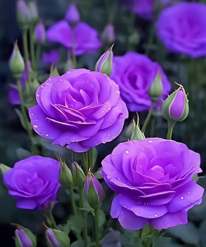 紫色洋桔梗花的花语是什么？它寓意着什么？