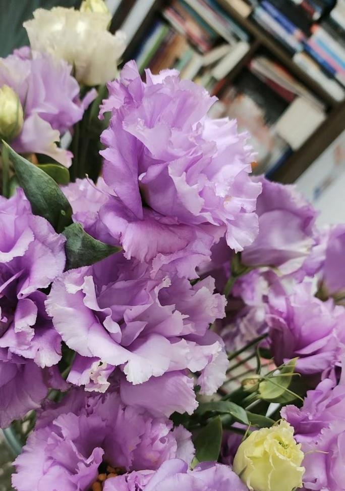 紫色洋桔梗花的花语是什么？它寓意着什么？