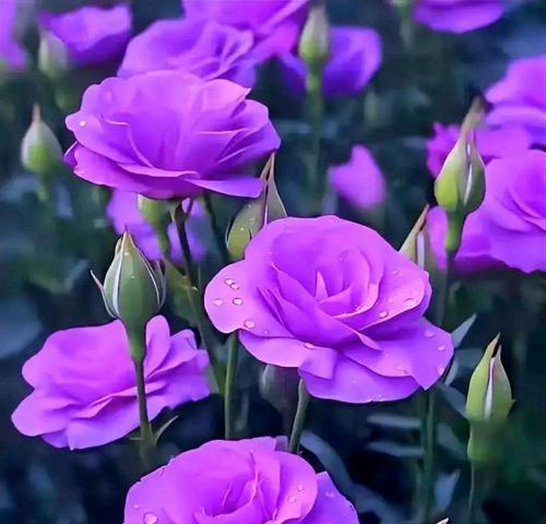紫色洋桔梗花的花语是什么？它寓意着什么？