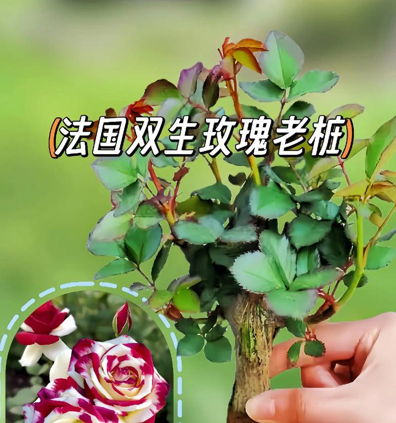 黑绿色玫瑰花的寓意是什么？它们代表了什么？