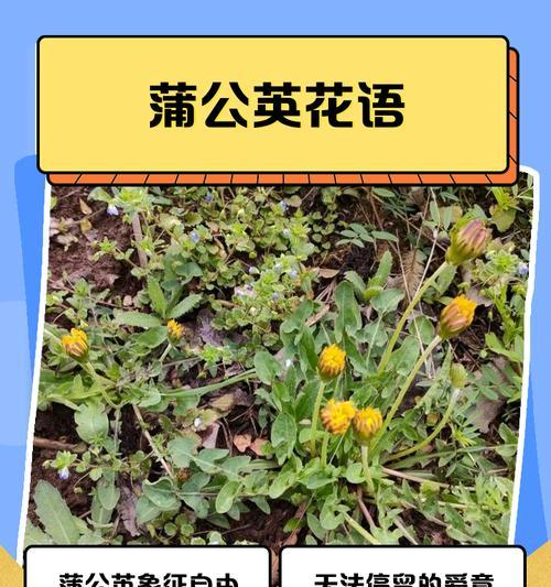 哪种花寓意长辈对小辈的爱？它们的花语是什么？