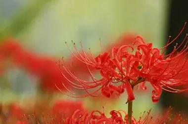 花语会是什么？花语在角色扮演中的作用是什么？