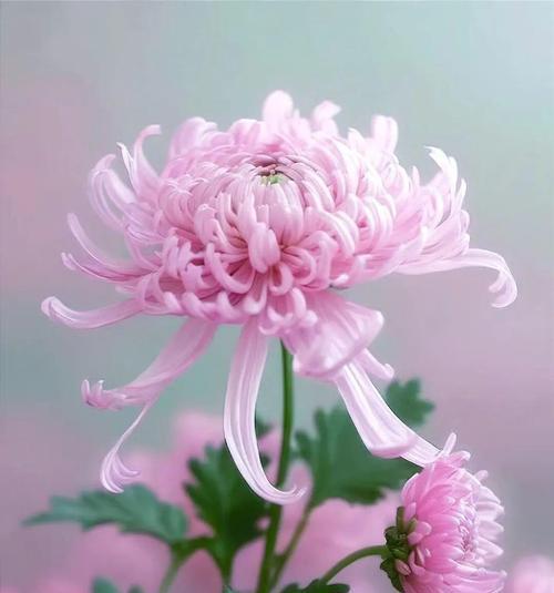 哪种花寓意奶奶平安？