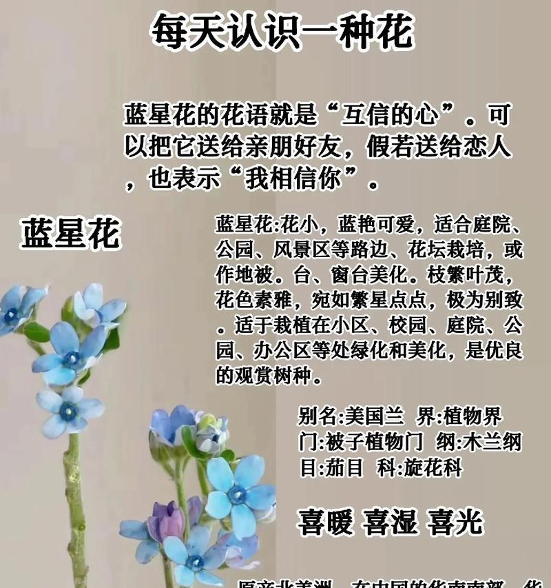 蓝星花和白玫瑰手捧花代表什么？选择它们的正确场合是哪里？