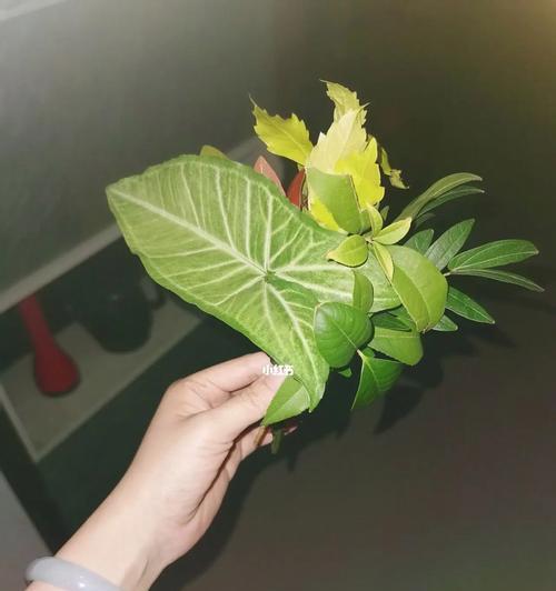 潮汕搬家十二色花代表什么？十二色花的寓意是什么？