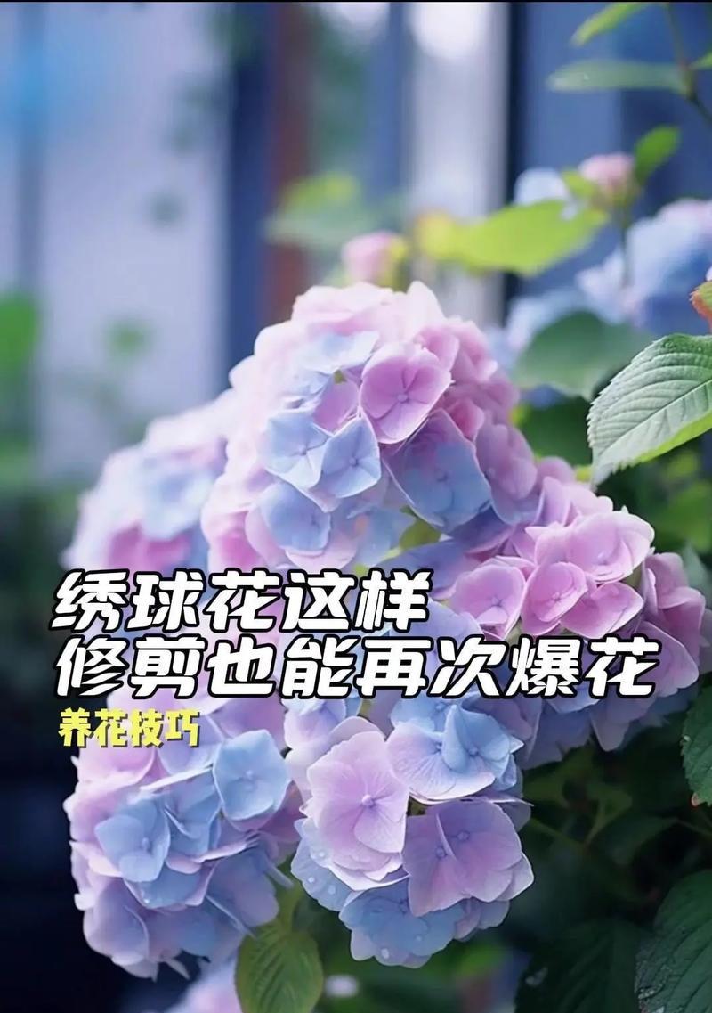七月有哪些花象征着特定颜色？七月的花颜色寓意是什么？