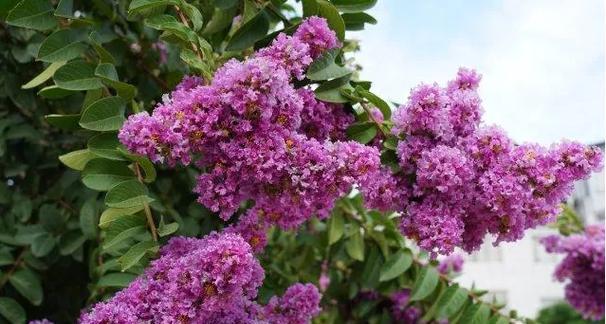 七月有哪些花象征着特定颜色？七月的花颜色寓意是什么？