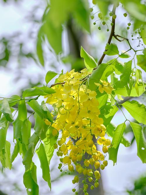 七月有哪些花象征着特定颜色？七月的花颜色寓意是什么？