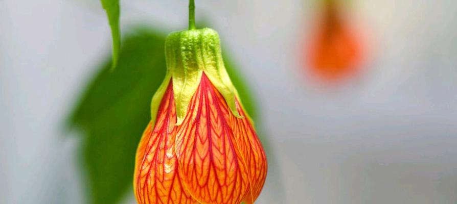 花的吉祥语和寓意有哪些？花卉如何传递吉祥和祝福？
