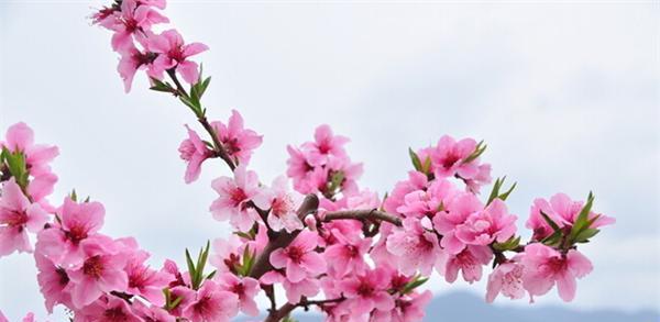 槟榔花为何象征美好的爱情？它的花语有哪些？