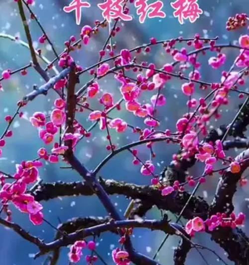 奥梅花蓝色花语象征什么？