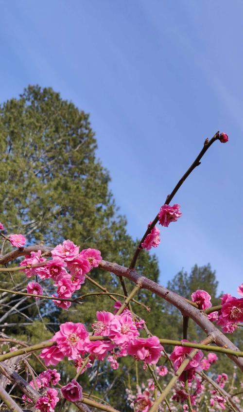 奥梅花蓝色花语象征什么？