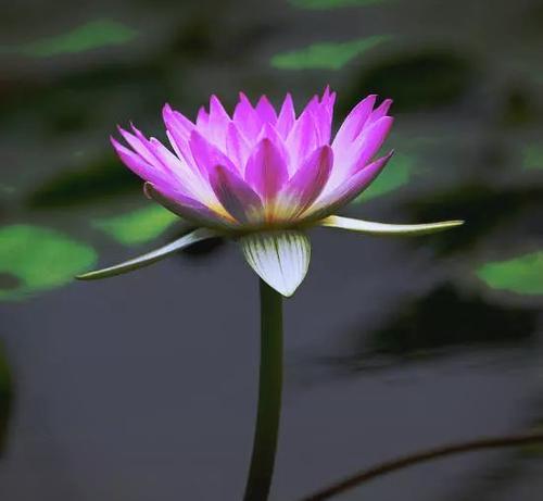 神话中的花有哪些美好寓意？