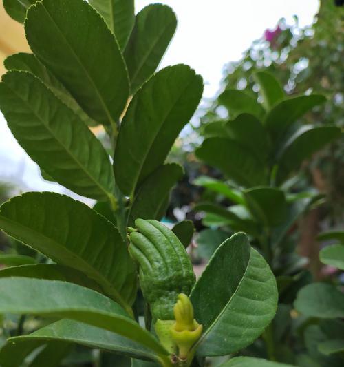 哪种花象征喜福好运？它的寓意是什么？