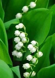绿色寓意好的花有哪些？绿色花的象征意义是什么？