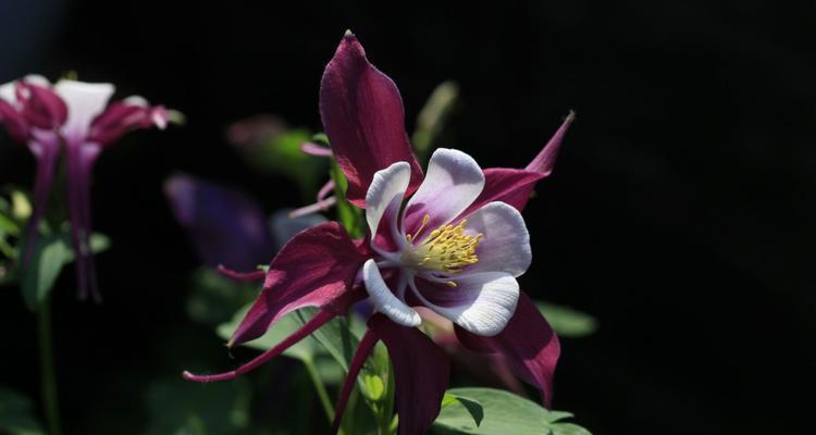 妃色罗伊的花语是什么？