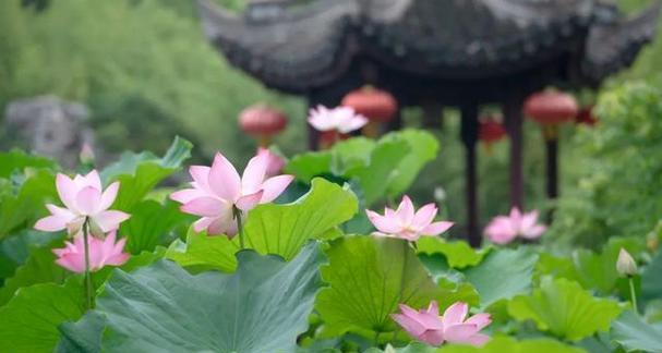 中秋节象征的花是什么？中秋节传统花卉有哪些？