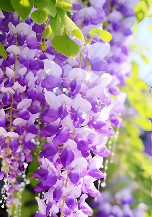 紫色和白色花的寓意是什么？它们在花语中代表什么？