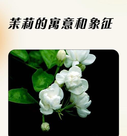 孩子送白色花的寓意是什么？白色花象征着什么？