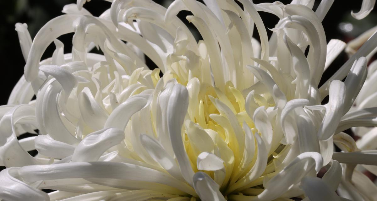 孩子送白色花的寓意是什么？白色花象征着什么？