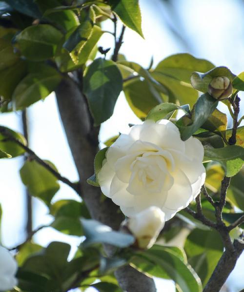 孩子送白色花的寓意是什么？白色花象征着什么？