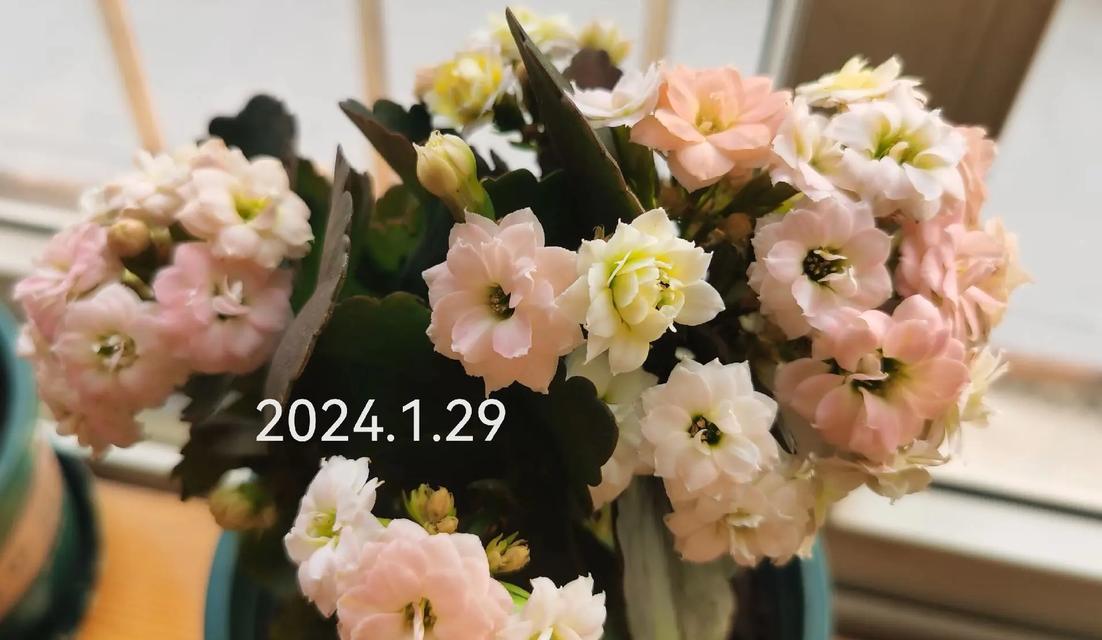 变色龙花代表什么？变色龙花的寓意有哪些？