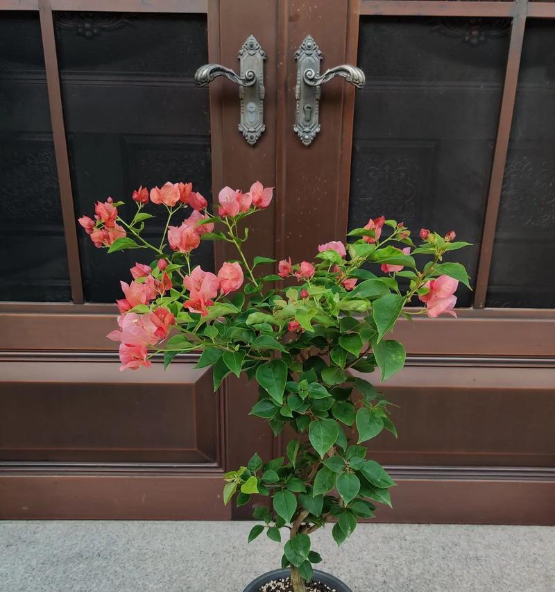 变色龙花代表什么？变色龙花的寓意有哪些？
