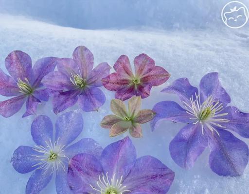 变色龙花代表什么？变色龙花的寓意有哪些？