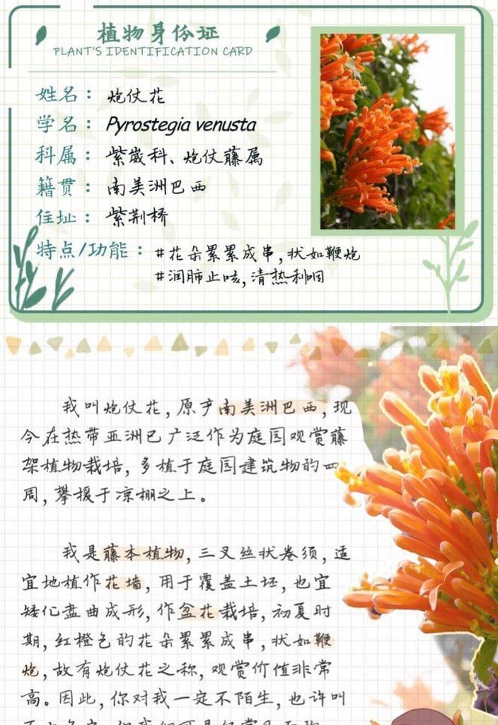 哪种花象征富贵吉祥安康？富贵吉祥安康的花语有哪些？
