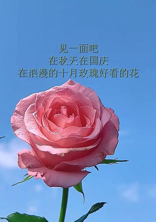 花象征浪漫吗？花在表达浪漫中扮演什么角色？
