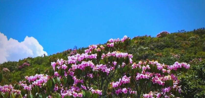 彝族象征吉祥的花是什么？