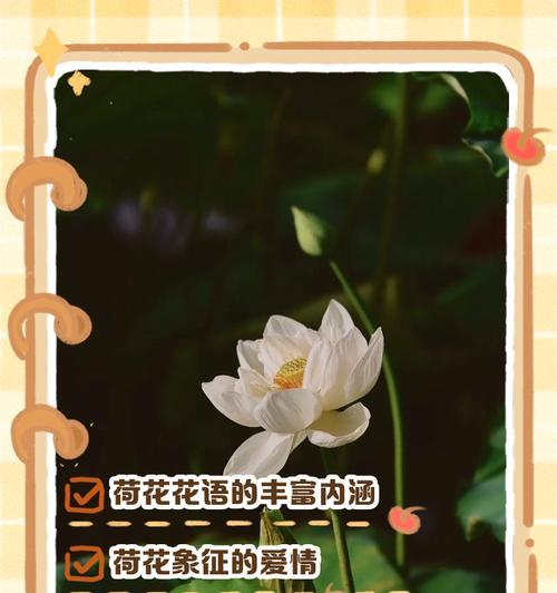 雪亮花语本色中包含哪些寓意？