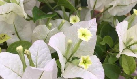 白色花卉代表什么？纯白色花的寓意是什么？